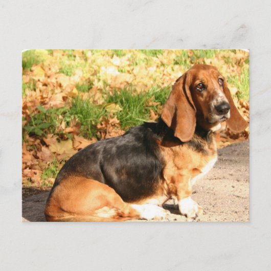 Carte postale Basset Hound (Devant)