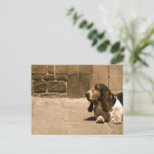 Carte Postale Basset Hound (Debout devant)