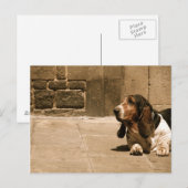 Carte Postale Basset Hound (Devant / Derrière)