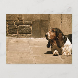 Carte Postale Basset Hound