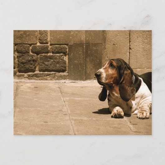 Carte Postale Basset Hound (Devant)
