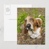 Carte Postale Basset Hound 2 (Devant / Derrière)