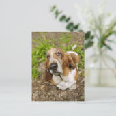 Carte Postale Basset Hound 2 (Debout devant)