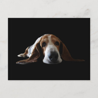 Carte Postale Basset Hound allongé