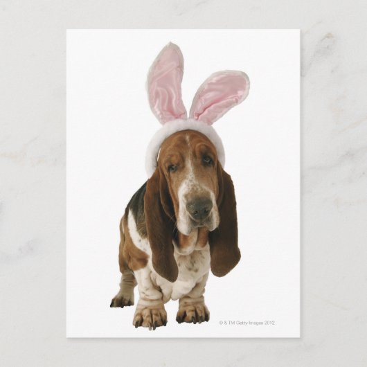 Carte Postale Basset hound avec des oreilles de lapin (Devant)