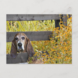 Carte Postale Basset Hound comment