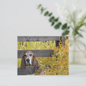 Carte Postale Basset Hound comment (Debout devant)