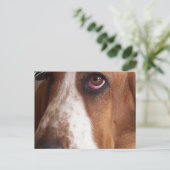 Carte postale Basset Hound Dog (Debout devant)