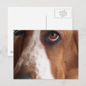Carte postale Basset Hound Dog (Devant / Derrière)