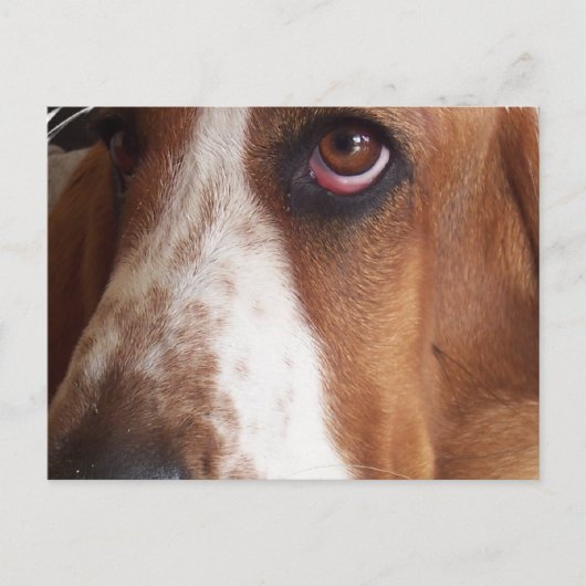 Carte postale Basset Hound Dog (Devant)