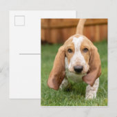 Carte Postale Basset Houng (Devant / Derrière)