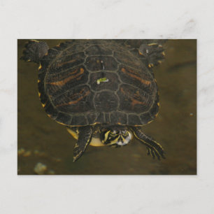 Carte Postale Bassin aux Tortues