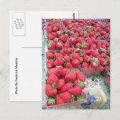Carte Postale Bassin de fraises (Devant / Derrière)