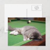 Carte Postale Bassin de jeu Kitten (Devant / Derrière)