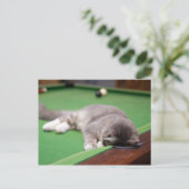 Carte Postale Bassin de jeu Kitten (Debout devant)