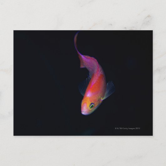 Carte Postale Bassin marin Sharpfin 2 (Devant)