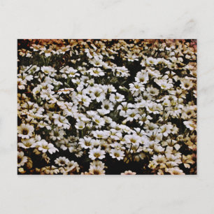 Carte Postale Bassins améliorés Floral