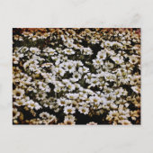 Carte Postale Bassins améliorés Floral (Devant)