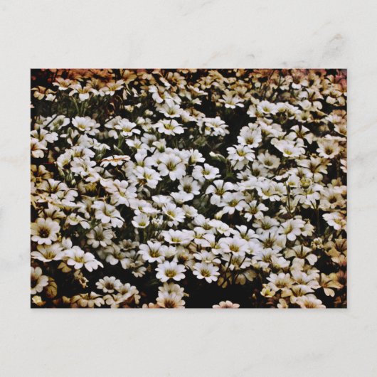 Carte Postale Bassins améliorés Floral (Devant)