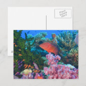 Carte Postale basslets fées (Pseudanthias (Devant / Derrière)