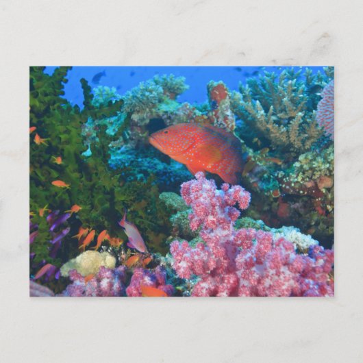 Carte Postale basslets fées (Pseudanthias (Devant)