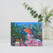 Carte Postale basslets fées (Pseudanthias (Debout devant)