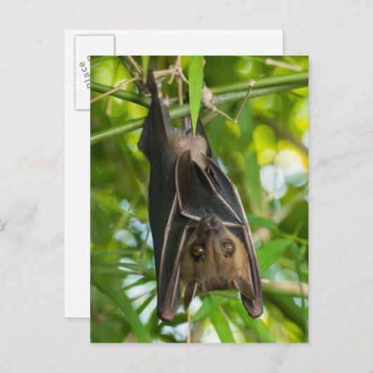 Carte Postale Bat (Devant / Derrière)