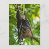 Carte Postale Bat (Devant)