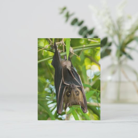 Carte Postale Bat (Debout devant)