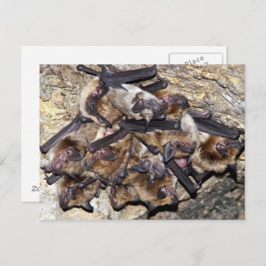 Carte Postale Bat Attack (Devant / Derrière)