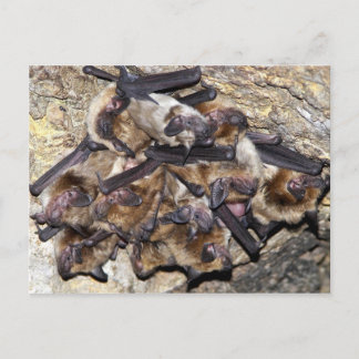 Carte Postale Bat Attack