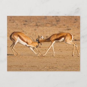 Carte Postale Bataille d'Antelope
