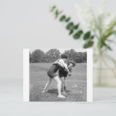 Carte Postale Bataille de chats, début des années 1900 (Debout devant)