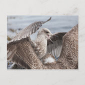 Carte Postale Bataille de Seagull (Devant)