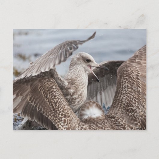 Carte Postale Bataille de Seagull (Devant)