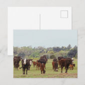 Carte Postale Bataille de Texas (Devant / Derrière)