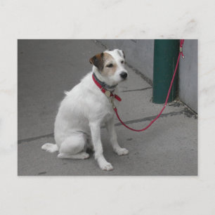 Carte Postale Bâtard Blanc Mignon
