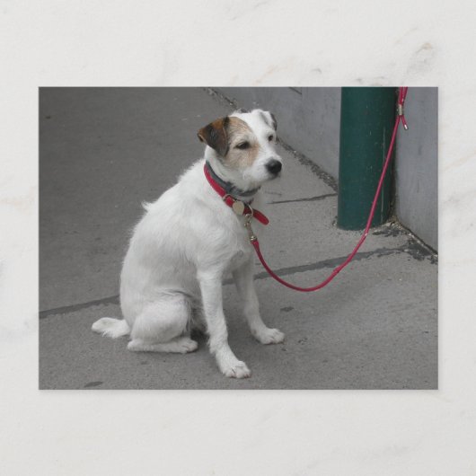 Carte Postale Bâtard Blanc Mignon (Devant)