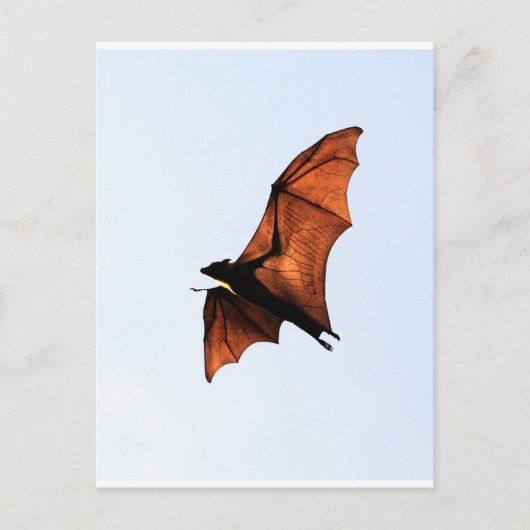 Carte Postale Bateau à fruits (renard volant) (Devant)