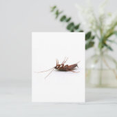 Carte Postale Bateau mort (Debout devant)