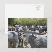 Carte Postale Bateau n° 12 (Devant / Derrière)