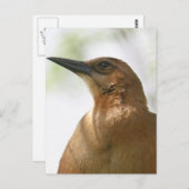 Carte Postale Bateau Quadrillé Grackle Bird Photo (Devant / Derrière)