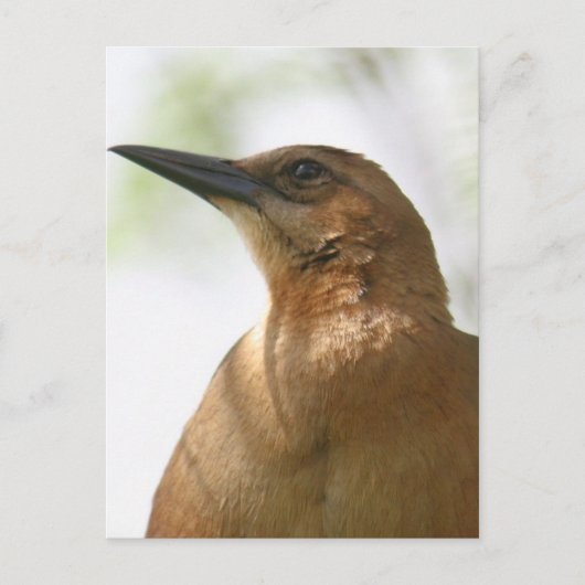 Carte Postale Bateau Quadrillé Grackle Bird Photo (Devant)