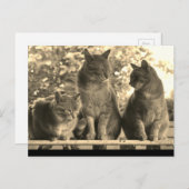 Carte postale: Bateaux de ferme (Devant / Derrière)