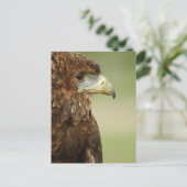 Carte Postale Bateleur Eagle Terathopius Ecaudatus (Debout devant)