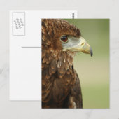 Carte Postale Bateleur Eagle Terathopius Ecaudatus (Devant / Derrière)