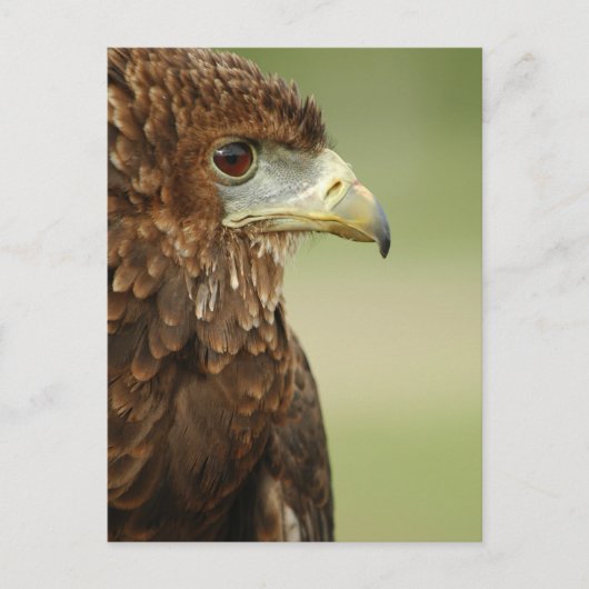 Carte Postale Bateleur Eagle Terathopius Ecaudatus (Devant)