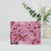 Carte Postale Bathed in Pink Japanese Cherry (Debout devant)