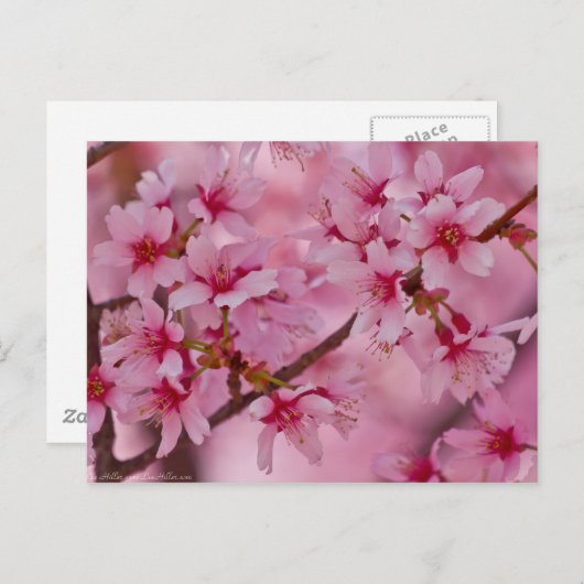 Carte Postale Bathed in Pink Japanese Cherry (Devant / Derrière)