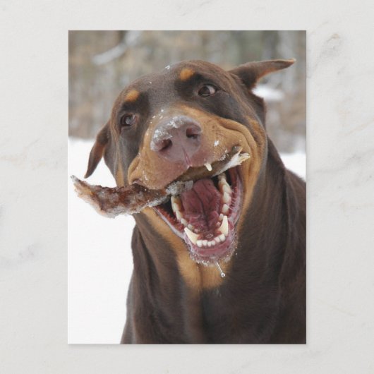 Carte Postale bâton (Devant)